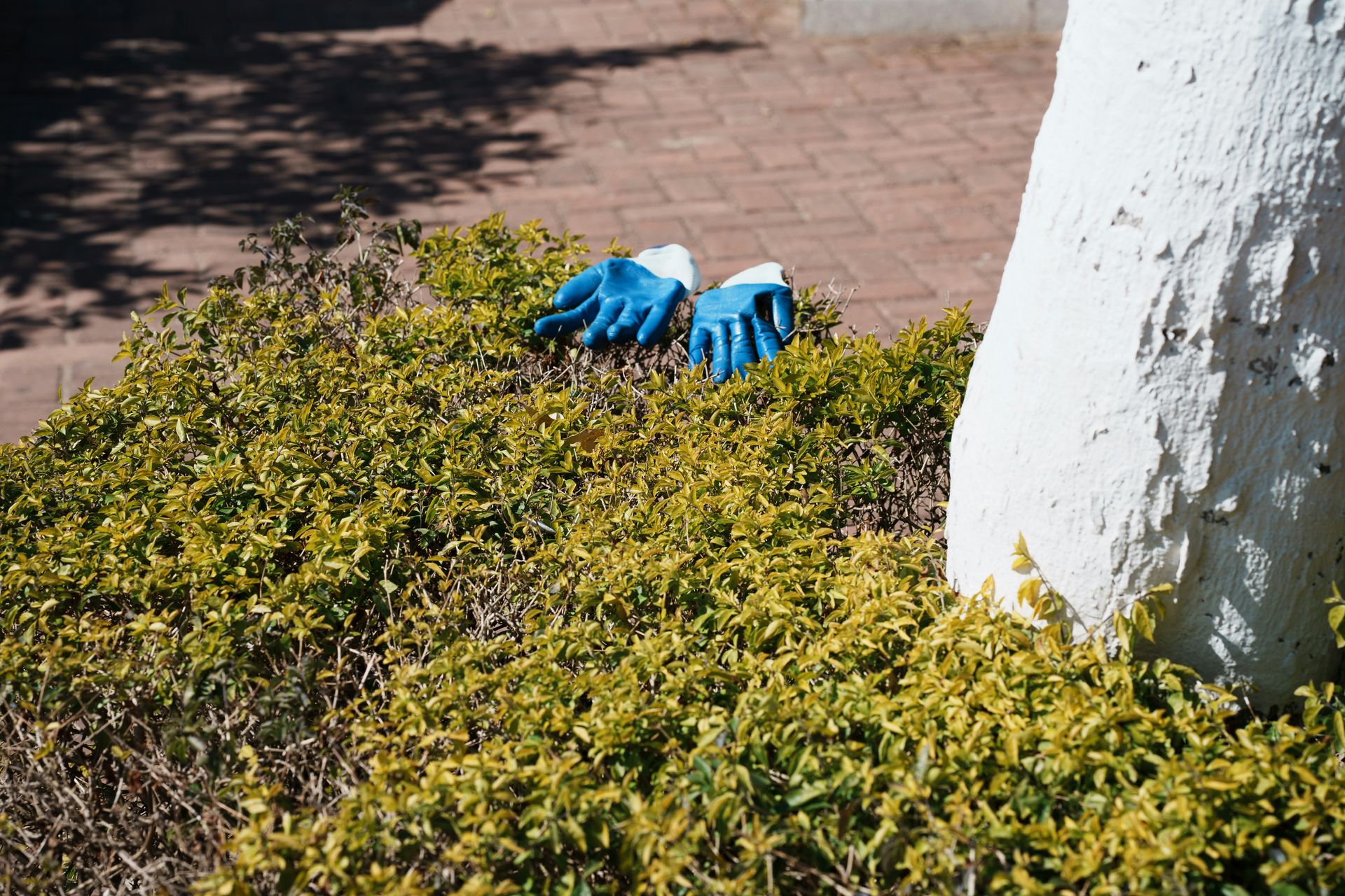 A pair of blue gloves laying on the ground next to a tree